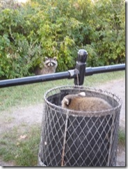 Buscando comida a lo Yogi